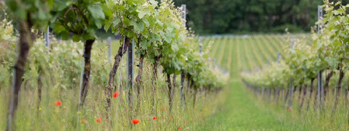 Practising Organic Wine