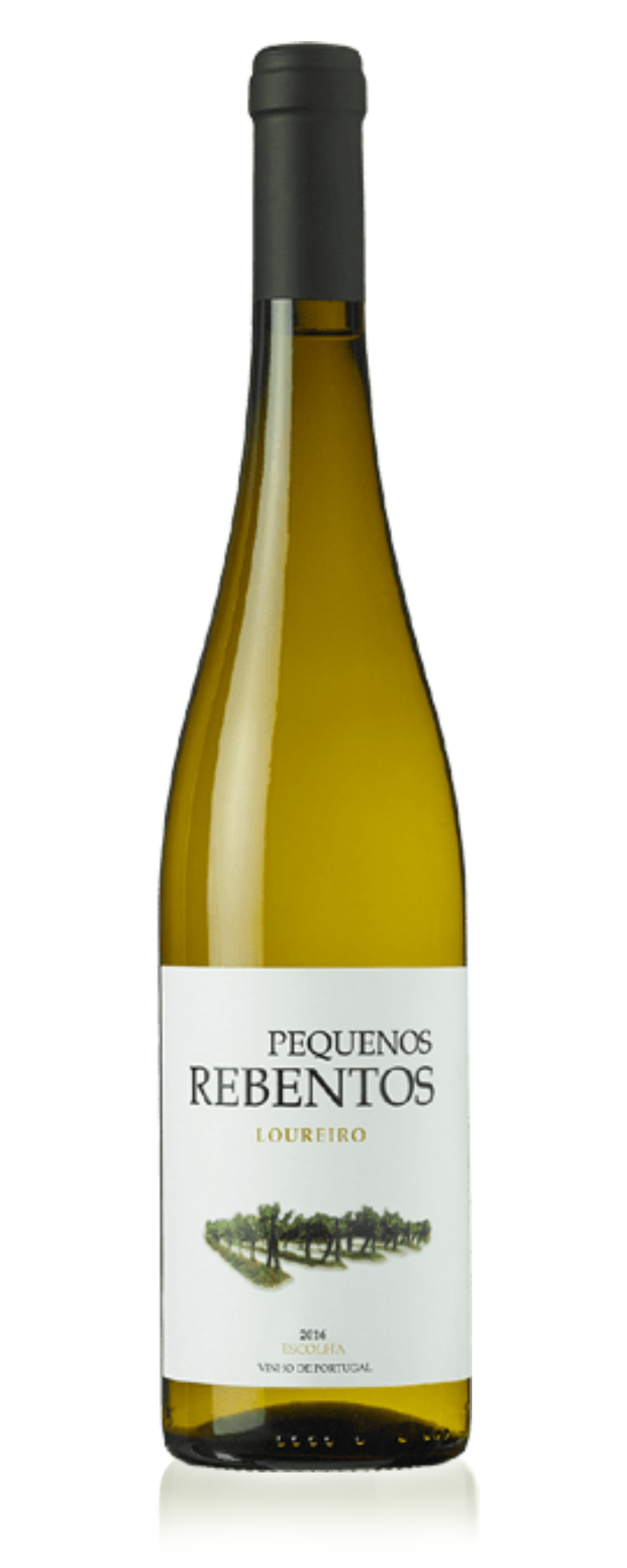 Pequenos Rebentos, Márcio Lopes